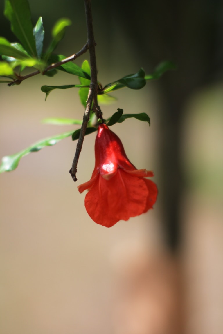 Growing Pomegranate Trees in Alabama