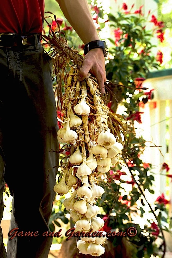 I love hanging braided fresh garlic in my kitchen. It is easy to access and beautiful! Who could ask for more?