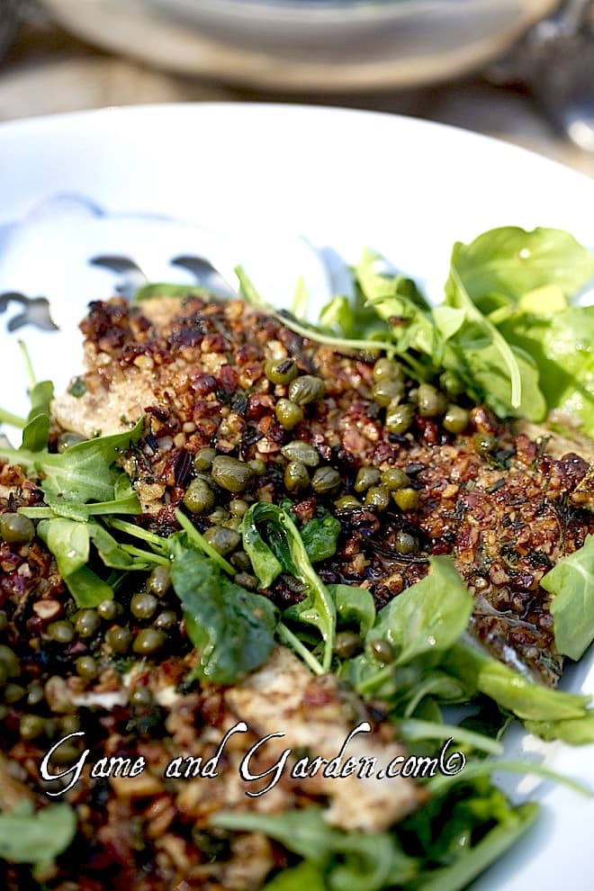 The Fish Have Come In: Herb Pecan Crusted Trout