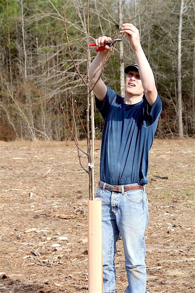 Forrest - pruning fruit trees