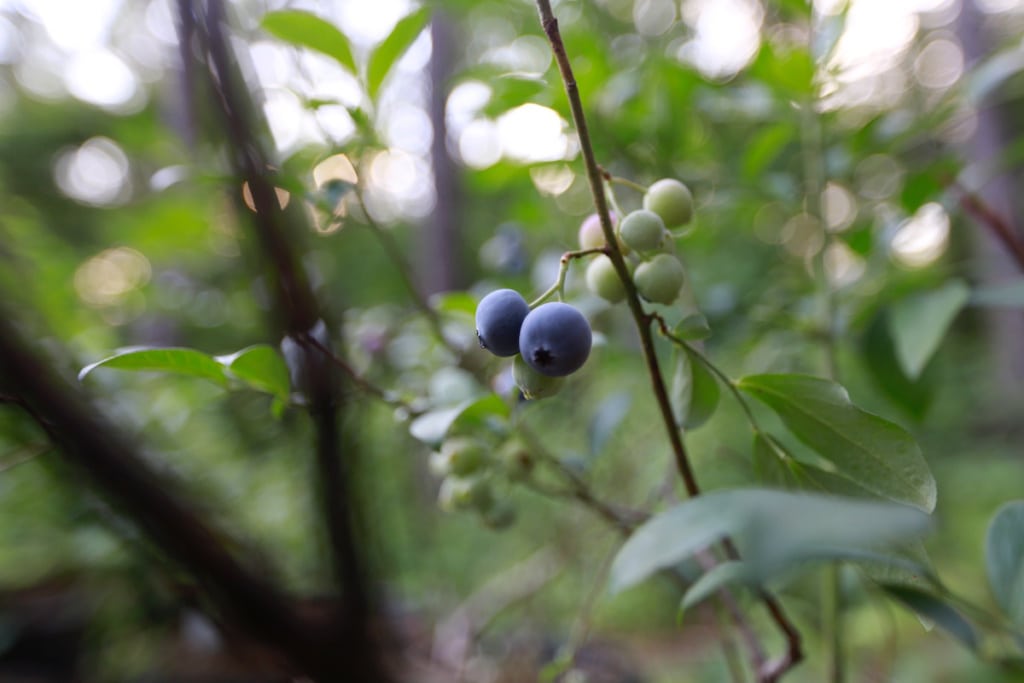 I know it's the beginning of summer when blueberries become ripe here in Alabama! I love the wild ones and the cultivated ones. They are simply perfect for eating right from the bush or preparing a savory sauce for your beef loin!