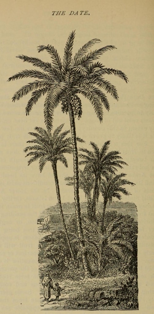 Image from J.J. Thomas’ The American Fruit Culturist (1897)