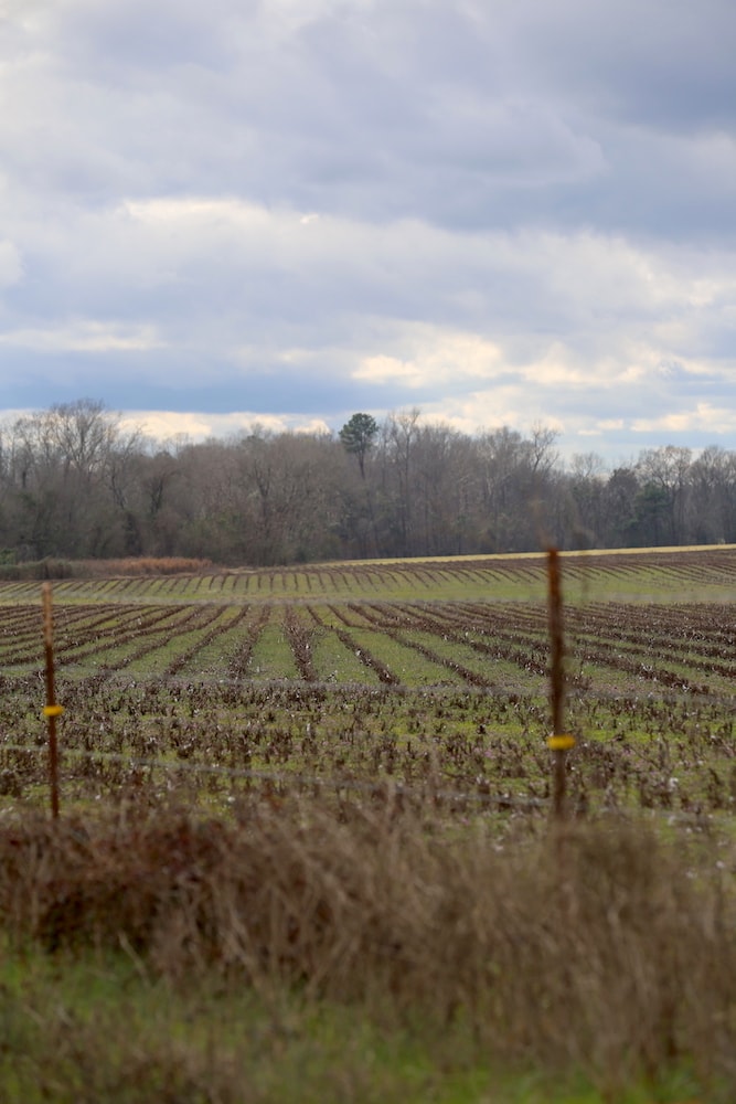 Fields in Orville, Alabama - if fields could talk...