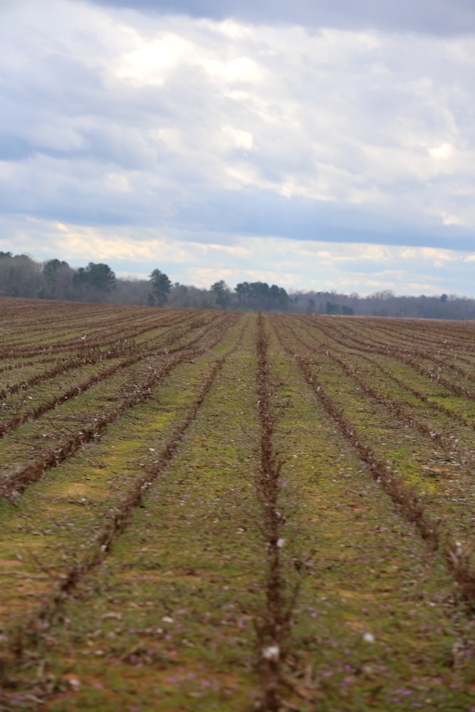 Peaceful rows of crops in Alabama.