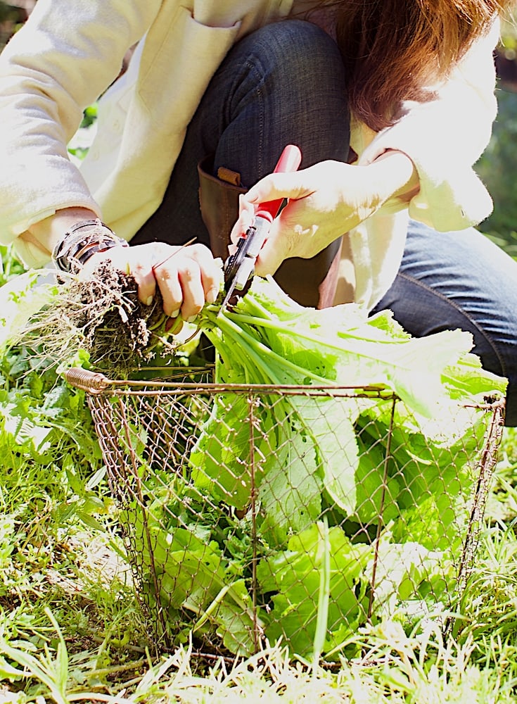 Less dirt, less time for cleaning and more time for eating! Easy tips for harvesting collards.