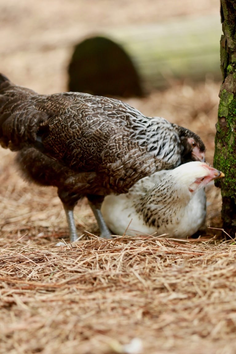 6 Reasons Why It’s a Good Idea to Raise Chickens