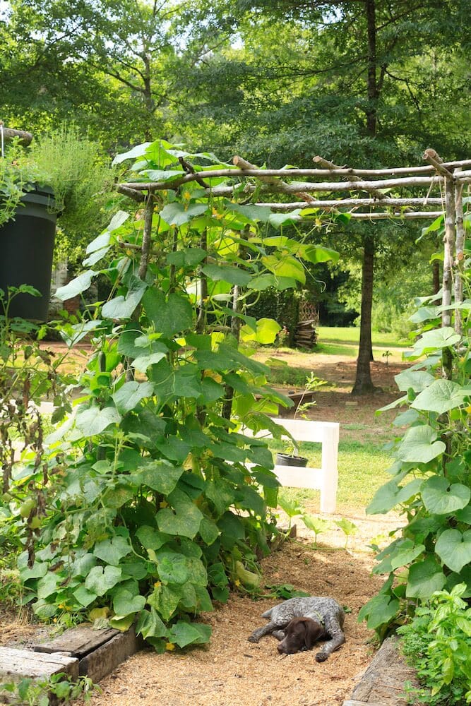 Tips for Using a Garden Trellis to Grow Cucumbers