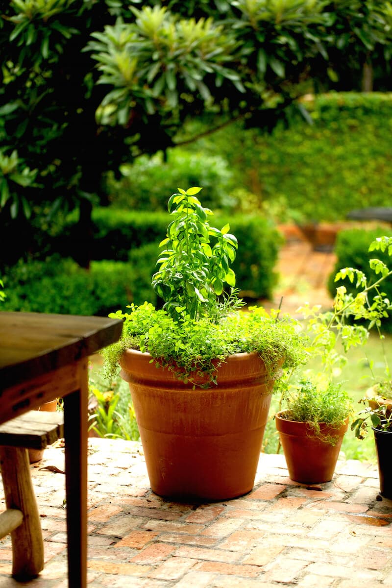 Growing herbs as a shrub in a pot on the porch