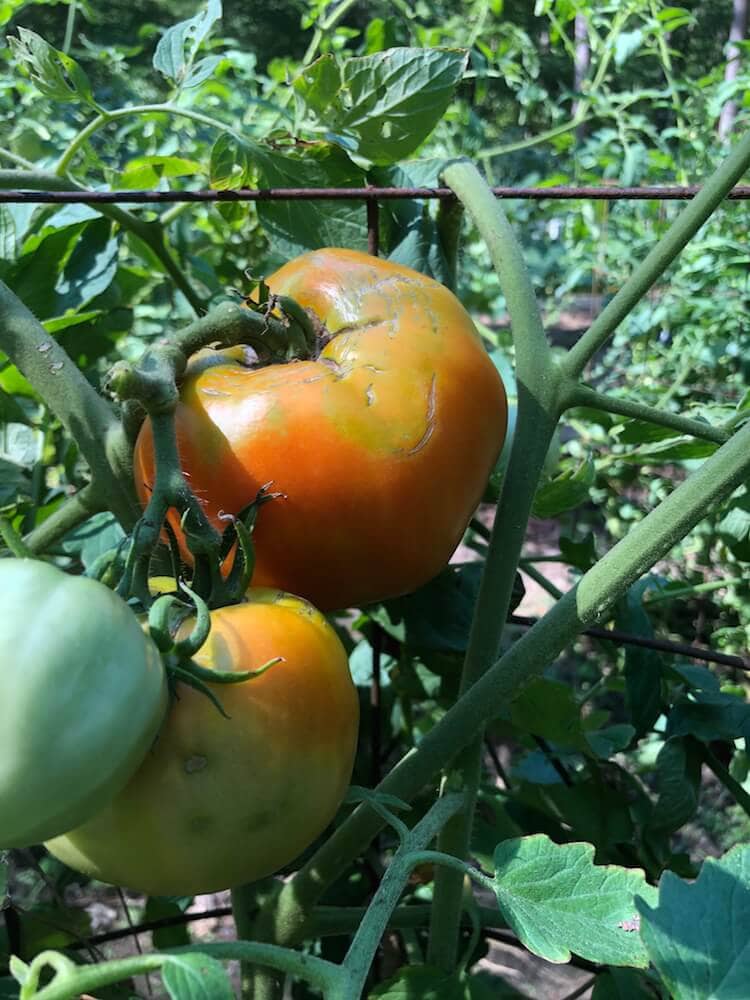 A picture of tomatoes from Stacy Lyn Harris's summer garden, ready for harvest