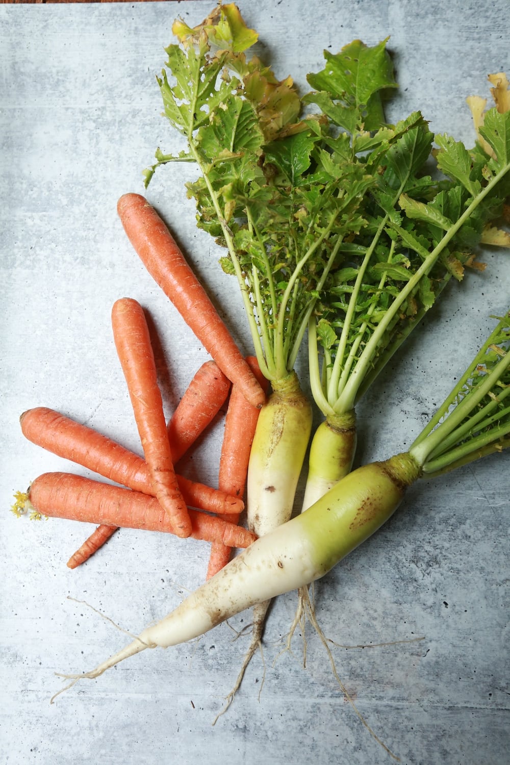 Daikon Radishes and Carrots on Concrete background