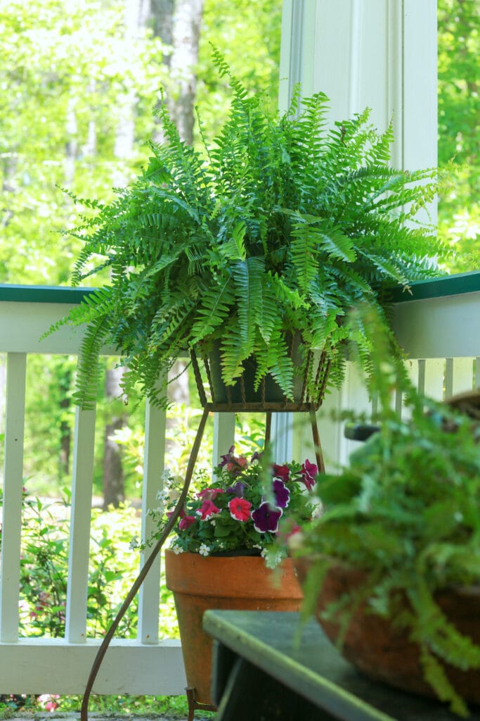 Fern in cast iron planter with flowers on the bottom