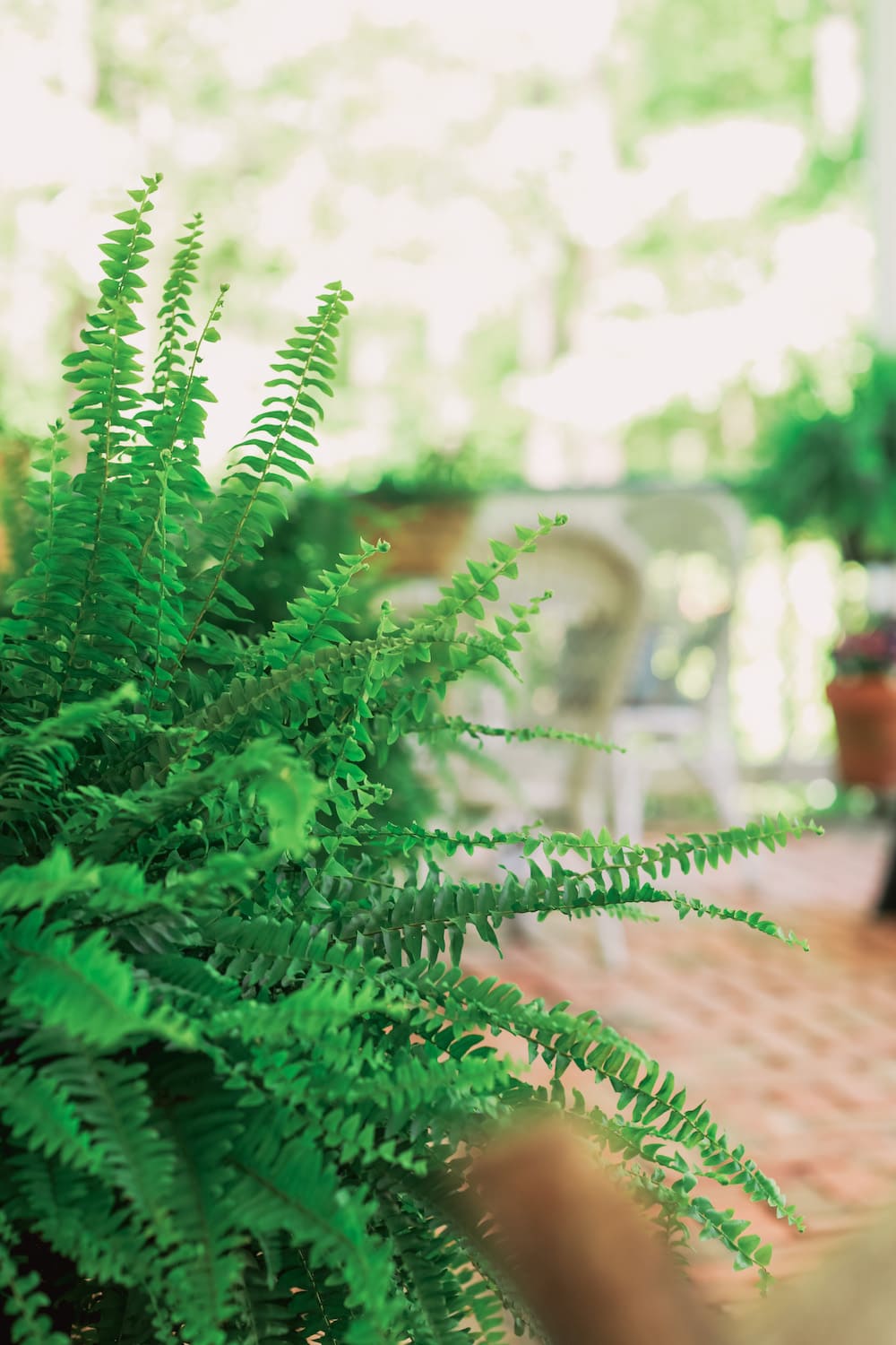 close up of fern on front porch