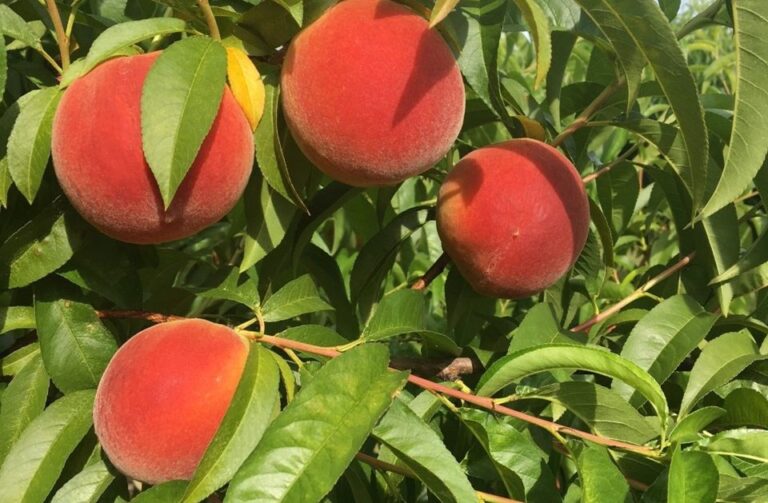Pruning A Peach Tree: How to Prune Your Peach Tree Properly