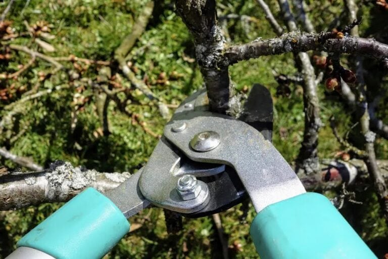 Pruning a Tree – Basic Steps and Tips